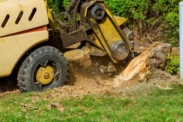 Best Tree Cutting Near Me  in Ninety Six, SC